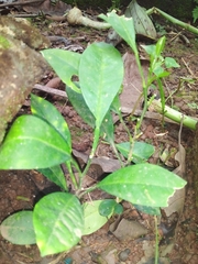 Citrus deliciosa