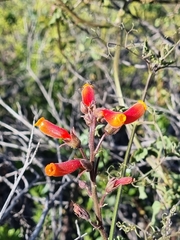 Eccremocarpus scaber