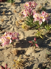 Alstroemeria pulchra