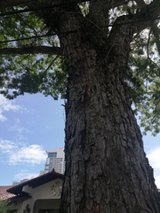 Pseudosamanea guachapele