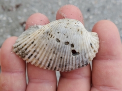 Anadara secticostata