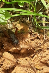 Teleogryllus