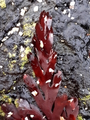 Odonthalia dentata