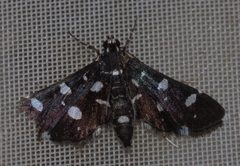 Bocchoris inspersalis