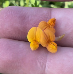 Lotus corniculatus