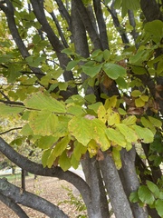 Hamamelis virginiana