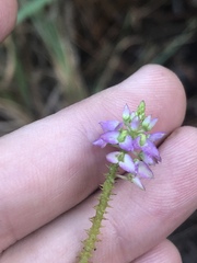 Polygala brevifolia