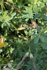 Lotus corniculatus
