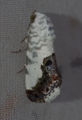 Acontia