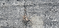 Menemerus bivittatus