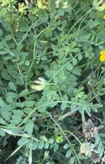Lotus corniculatus