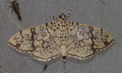 Haritalodes
