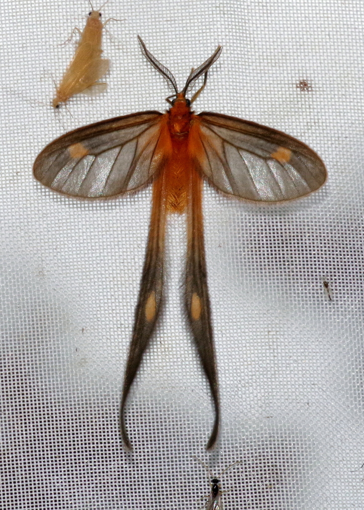 long-tailed burnet moths