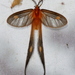 Himantopteridae - Photo (c) Craig Peter,  זכויות יוצרים חלקיות (CC BY-NC), הועלה על ידי Craig Peter