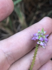Polygala brevifolia