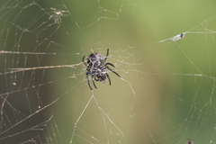Parawixia bistriata