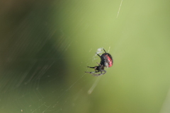 Parawixia bistriata