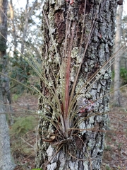 Tillandsia simulata