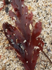 Odonthalia dentata
