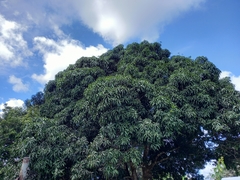 Mangifera indica