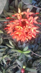 Ixora coccinea