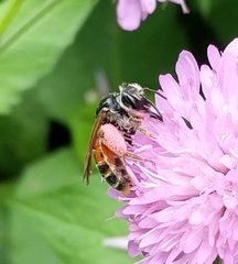 Andrena hattorfiana