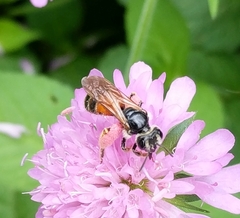 Andrena hattorfiana