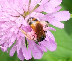 Andrena hattorfiana