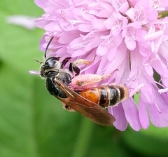 Andrena hattorfiana