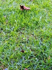 Panyapedaliodes drymaea