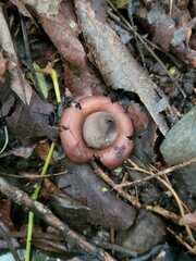 Geastrum