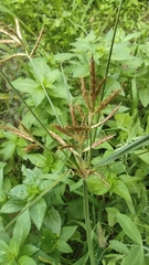 Cyperus esculentus