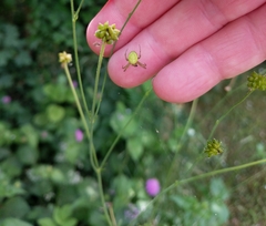 Araniella