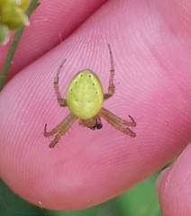 Araniella