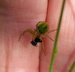Araniella