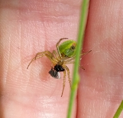 Araniella