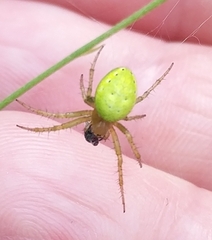 Araniella