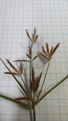 Cyperus esculentus