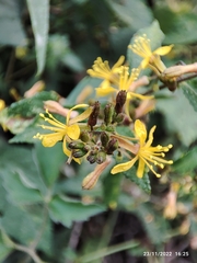 Triumfetta semitriloba