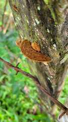 Fuscoporia