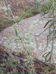 Hedeoma oblongifolia
