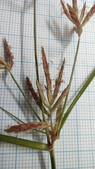 Cyperus esculentus