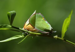 Ityraea electa