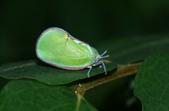Ityraea electa