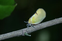 Ityraea electa