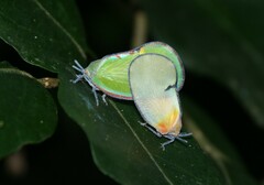 Ityraea electa