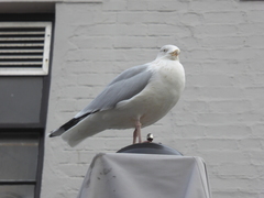 Larus argentatus