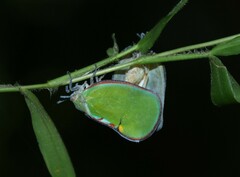 Ityraea electa