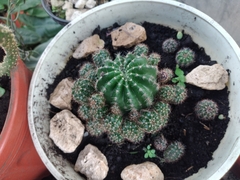 Echinopsis