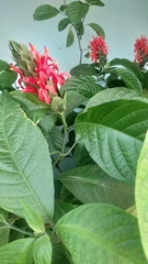 Pachystachys spicata